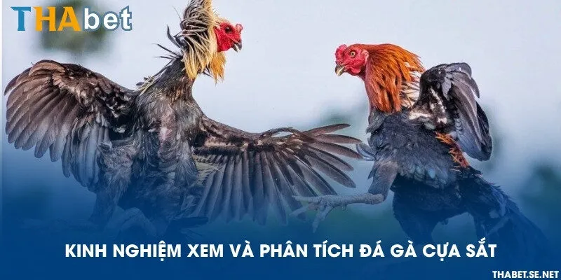 Kinh nghiệm xem và phân tích đá gà cựa sắt